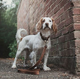 Retriever 03118 Q CHL22 Rustic Leather Town Dog Collar, Chocolate, 26 in.