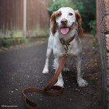 Retriever 03118 Q CHL22 Rustic Leather Town Dog Collar, Chocolate, 26 in.