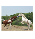 Horsemen's Pride 410 Jolly Ball Tug-n-Toss Horse Toy, 10 in.