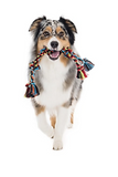 Mammoth 20226F Flosy Chews Premium, Double Rope Tug Dog Toy, All Life Stages