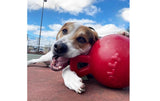 Jolly Pets 406BB 6 in. Tug- N - Toss Blueberry-Colored Dog Toy, Plastic Material