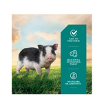 DuMOR 1030532 Livestock Products Berries-and-Cream Flavor Mini Pig Treats, 4 lb. Bag