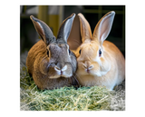 DuMOR 42926 Small Animal High-Protein Small Pet Alfalfa Hay, 3 lb.