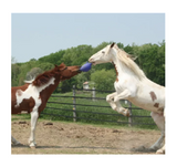 Horsemen's Pride 408B Jolly Ball Dual Toy for Dogs and Horses, 8 in.