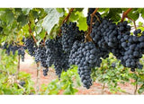 Pirtle Nursery 2049 Fredonia Grape Vine Plant #2, 1.5 gal.