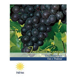 Pirtle Nursery 2049 Fredonia Grape Vine Plant #2, 1.5 gal.