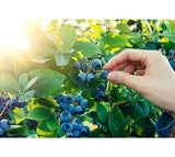Pirtle Nursery 3648 Powder Blue Blueberry #2 Shrub, 1.5 gal.