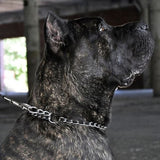 Retriever 05515 Q G1512 Metal Titan Chain Training Dog Collar Chrome, 3mm x 24"
