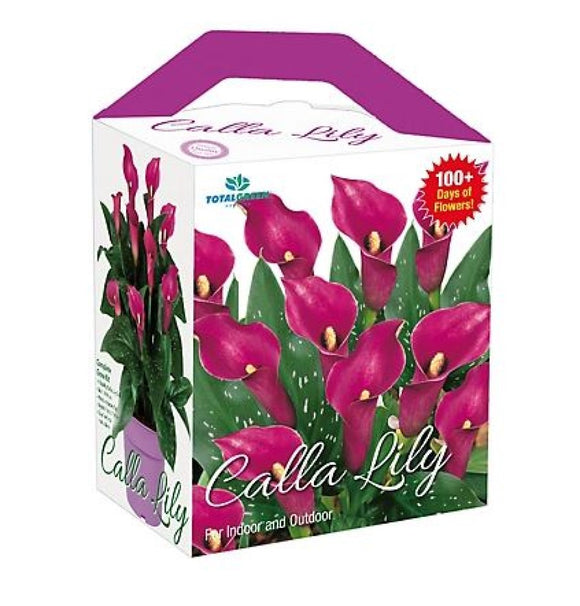 TotalGreen Holland CAC-006 Amazing Decor Calla Lily Grow Kit, Graphite, 6 5/8