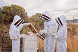 Harvest Lane Honey CLOTHSM-101 Heavy-Duty Polyester Beekeeping Suit, Medium