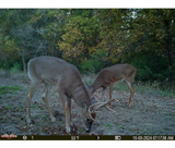 Antler King AKCBLK20 Year Round Deer Attractant Cotton Candy Block, 20 lb.