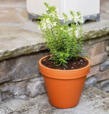 Border Concepts 800110 Frost-Resistant Terra Cotta Red Planter Pot, 6 in.