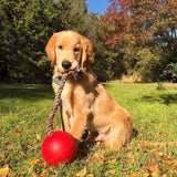 Horsemen's Pride 6 inches Romp-n-Roll Jolly Ball Medium Dog Toy - Red