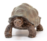 Schleich 14824 Giant Tortoise Toy Figurine for Ages 3 years and up