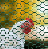 YARDGARD 308452B Green Poultry Netting/Chicken Wire 24 in. x 25 ft. w/ 1" Mesh